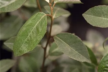 Elaeagnus - Ölweide