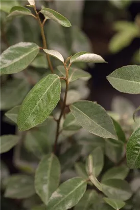 Wintergrüne Ölweide - Elaeagnus ebbingei - Heckenelemente