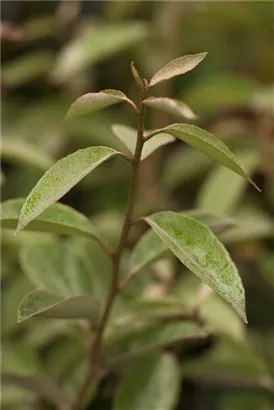 Wintergrüne Ölweide - Elaeagnus ebbingei - Heckenelemente