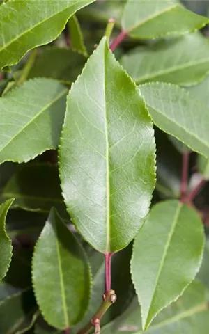 Prunus lusitanica 'Angustifolia' - Formgehölze