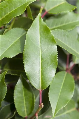 Portug.Lorbeerkirsche 'Angustifolia' - Prunus lusitanica 'Angustifolia' - Formgehölze