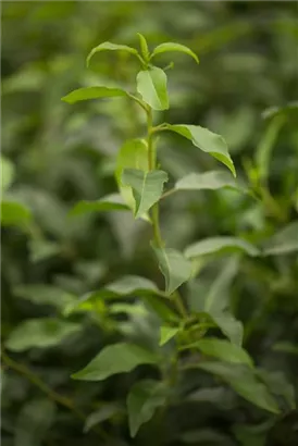 Portug.Lorbeerkirsche 'Angustifolia' - Prunus lusitanica 'Angustifolia' - Formgehölze