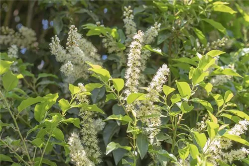 Portug.Lorbeerkirsche 'Angustifolia' - Prunus lusitanica 'Angustifolia' - Formgehölze