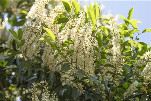 Portug.Lorbeerkirsche 'Angustifolia' - Prunus lusitanica 'Angustifolia' - Formgehölze