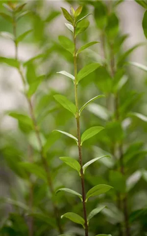 Ligustrum vulgare 'Atrovirens'