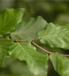 Rotbuche - Fagus sylvatica - Formgehölze