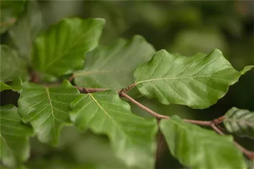 Rotbuche - Fagus sylvatica - Formgehölze