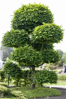 Rotbuche - Fagus sylvatica - Formgehölze