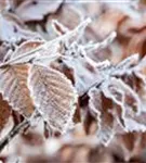 Rotbuche - Fagus sylvatica - Formgehölze