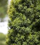 Heimische Eibe - Taxus baccata - Formgehölze