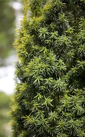 Taxus baccata - Formgehölze