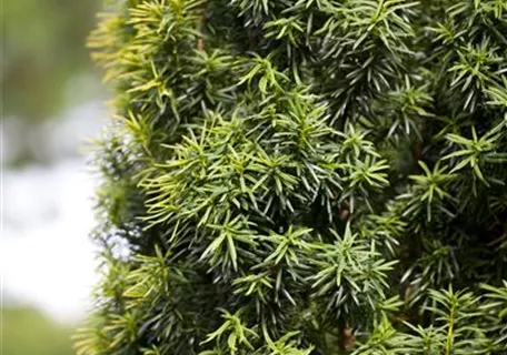 Taxus baccata - Formgehölze - Heimische Eibe