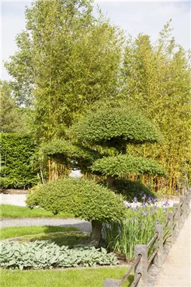 Heimische Eibe - Taxus baccata - Formgehölze