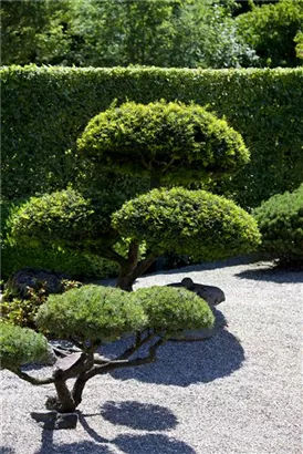 Heimische Eibe - Taxus baccata - Formgehölze