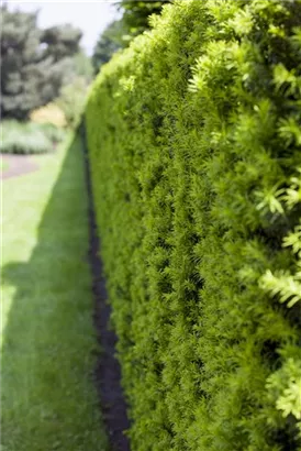 Heimische Eibe - Taxus baccata - Formgehölze