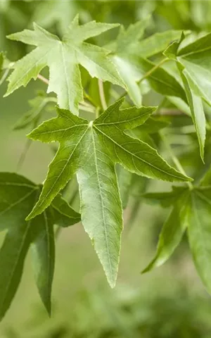 Liquidambar styraciflua - Formgehölze