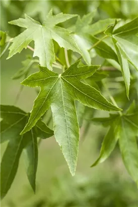 Amerikanischer Amberbaum - Liquidambar styraciflua - Formgehölze