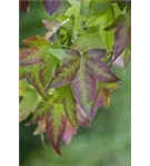 Amerikanischer Amberbaum - Liquidambar styraciflua - Formgehölze