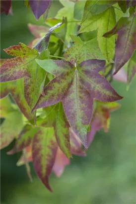 Amerikanischer Amberbaum - Liquidambar styraciflua - Formgehölze