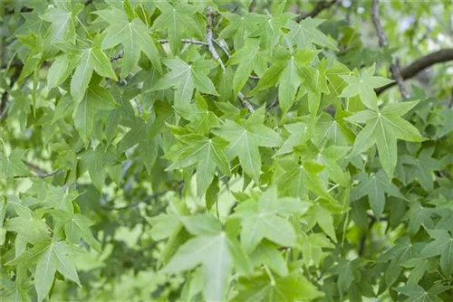 Amerikanischer Amberbaum - Liquidambar styraciflua - Formgehölze