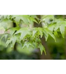 Amerikanischer Amberbaum - Liquidambar styraciflua - Formgehölze