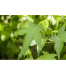 Amerikanischer Amberbaum - Liquidambar styraciflua - Formgehölze