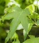 Amberbaum 'Slender Silhouette' - Liquidambar styracifl.'Slender Silhouette'