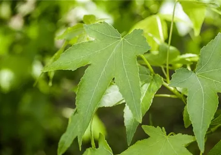 Liquidambar styracifl.'Slender Silhouette' - Amberbaum 'Slender Silhouette'