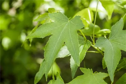 Amerikanischer Amberbaum - Liquidambar styraciflua - Formgehölze