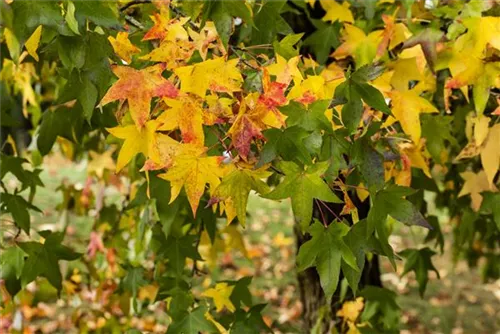 Amerikanischer Amberbaum - Liquidambar styraciflua - Formgehölze