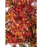 Amerikanischer Amberbaum - Liquidambar styraciflua - Formgehölze