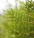 Lebensbaum 'Brabant' - Thuja occidentalis 'Brabant' - Heckenelemente