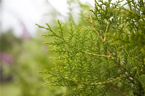 Lebensbaum 'Brabant' - Thuja occidentalis 'Brabant' - Heckenelemente