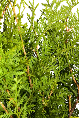 Lebensbaum 'Brabant' - Thuja occidentalis 'Brabant' - Heckenelemente