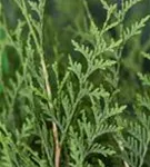 Lebensbaum 'Brabant' - Thuja occidentalis 'Brabant' - Heckenelemente