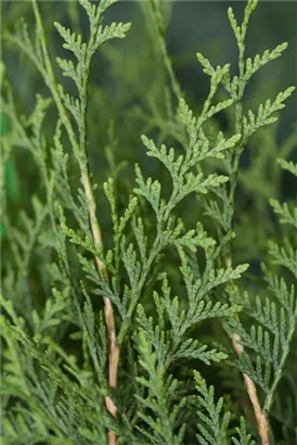 Lebensbaum 'Brabant' - Thuja occidentalis 'Brabant' - Heckenelemente