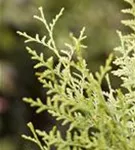 Lebensbaum 'Brabant' - Thuja occidentalis 'Brabant' - Heckenelemente