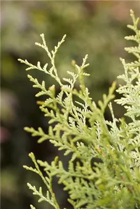 Lebensbaum 'Brabant' - Thuja occidentalis 'Brabant' - Heckenelemente