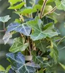 Efeu - Hedera hibernica - Heckenelemente