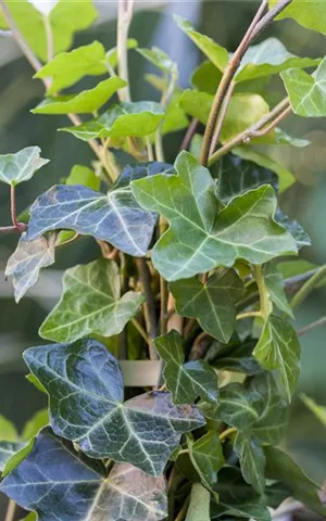 Hedera helix hibernica