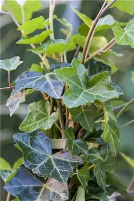 Efeu - Hedera hibernica - Heckenelemente