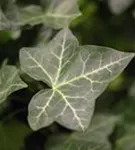 Efeu - Hedera hibernica - Heckenelemente