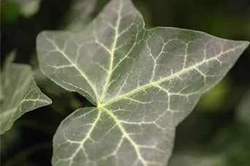 Hedera - Efeu