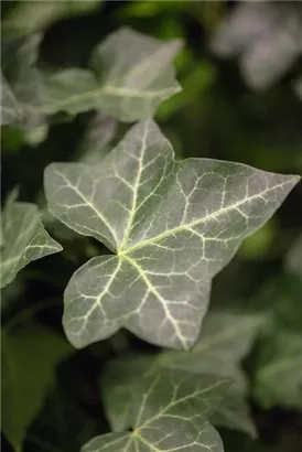 Efeu - Hedera hibernica - Heckenelemente