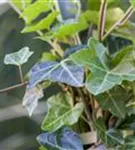 Efeu - Hedera hibernica - Heckenelemente