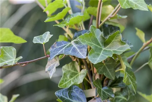 Efeu - Hedera hibernica - Heckenelemente