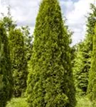 Lebensbaum 'Smaragd' - Thuja occidentalis 'Smaragd' - Heckenelemente