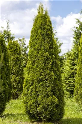 Lebensbaum 'Smaragd' - Thuja occidentalis 'Smaragd' - Heckenelemente