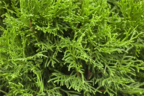 Lebensbaum 'Smaragd' - Thuja occidentalis 'Smaragd' - Heckenelemente