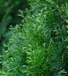 Lebensbaum 'Smaragd' - Thuja occidentalis 'Smaragd' - Heckenelemente